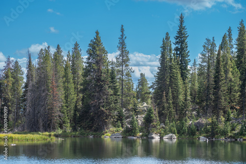 Pine trees at Trapper Lake, Grant Teton National Park