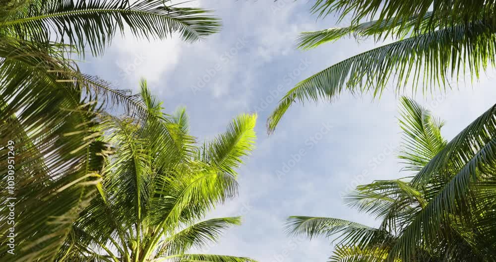 Coconut trees bright sunny nature background summer vacation concept nature travel. sun tree through sky low angle view.
Coconut trees bright sunny nature background summer vacation concept nature travel. sun tree through sky low angle view.