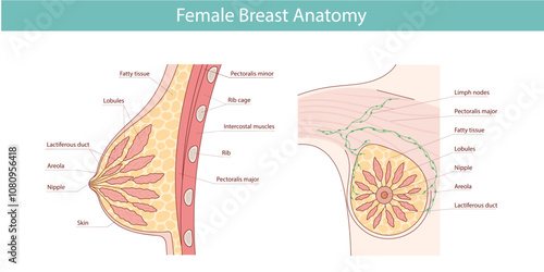 Vector illustration, Anatomy of the female breast with the names of its component parts, isolated on a white background.