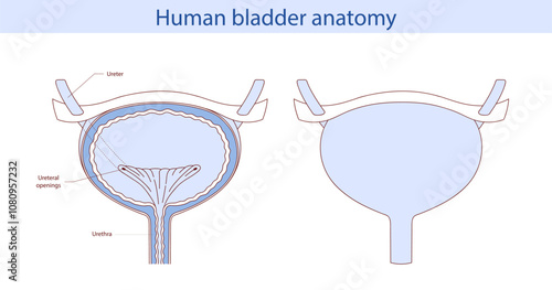 The bladder, an internal human organ. Anatomy of a human organ drawn by hand.