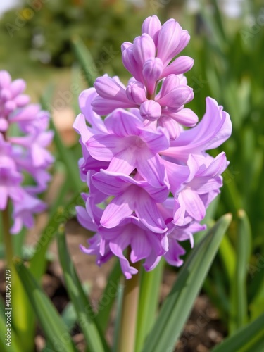 Close up of a vibrant hyacinth flower blooming in a garden during spring season, seasonal, blooming, close up