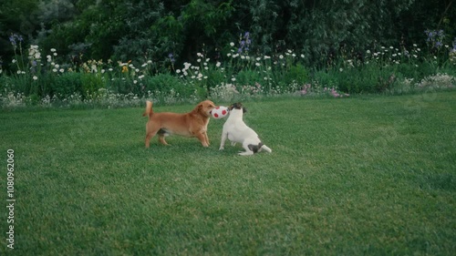 The Joy of Playful Dogs in a Vibrant and Lush Garden Setting, Full of Life and Color
