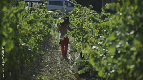 worker harvesting grapes for winemaking