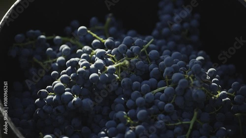 harvesting red grapes for winemaking