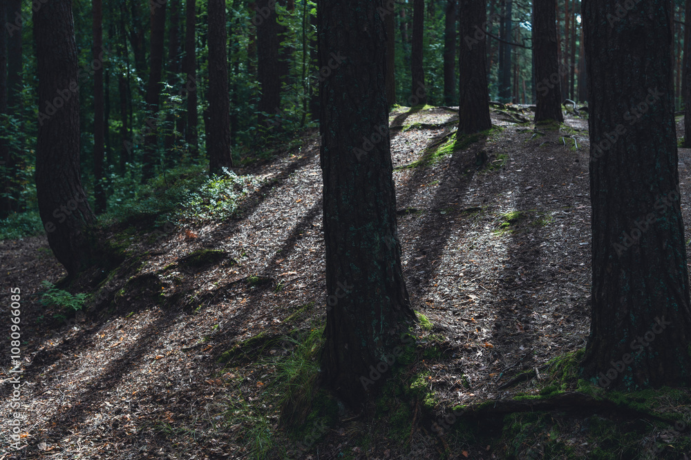 Obraz premium Sunlit forest with pine trees and winding dirt path