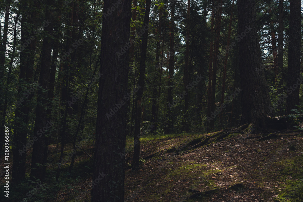 Fototapeta premium Sunlit forest with pine trees and winding dirt path