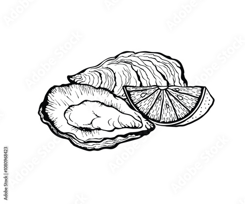 Vector illustration of oysters