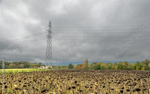 Sunflower field under cloudy skies near Nyon, Switzerland photo