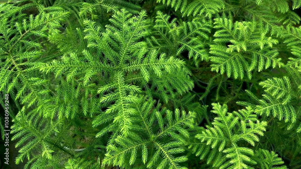High aerial view of araucaria plants. Closeup. High aerial view of araucaria plants. Closeup.