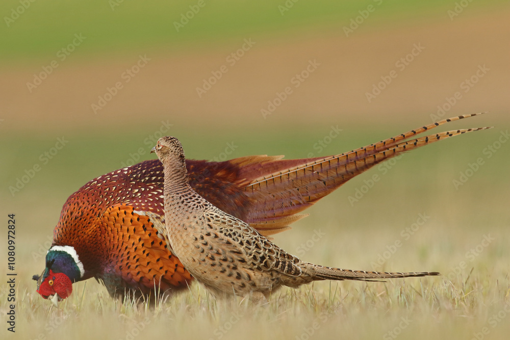 Bażant (Phasianus colchicus) pheasant
