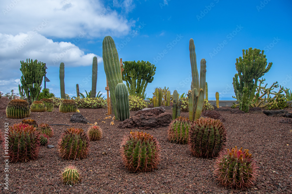 Different types of cacti in a park in Tenerife