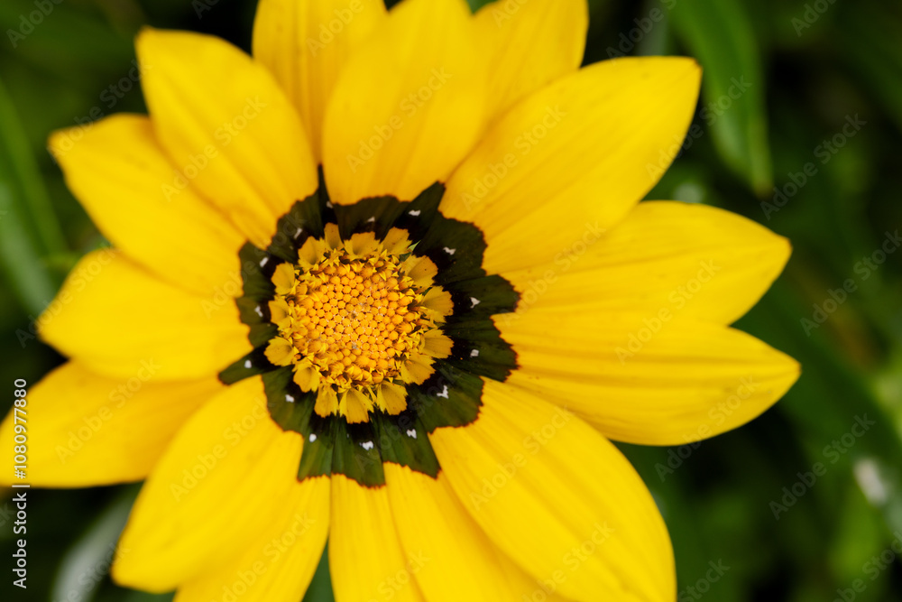 Yellow gazania flower brilliant close-up photo from above. The poster Yellow gazania flower brilliant close-up photo from above. The poster