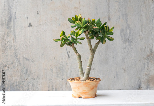 Crassula ovata cv. Solana (var. obliqua f. variegata). Home decor. Indoor plant