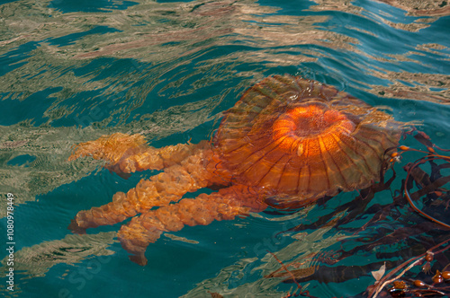 Meduse gigantesque Paracas photo