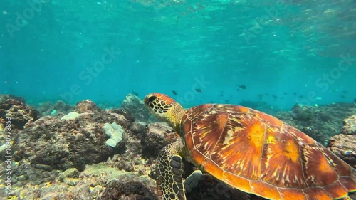 Underwater close up video of a green turtle swimming in the clear water of Nusa Penida island in Bali. Beautiful and shinning turtle shell. Wonderful marine life during a snorkeling at the beach.