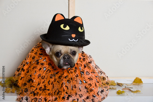 Close-up of a bulldog dog in a black funny hat and skirt getting ready to celebrate Halloween.  photo