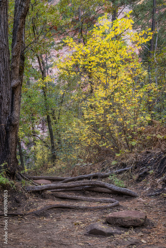 Autumn color in Oak Creek Canyon photo