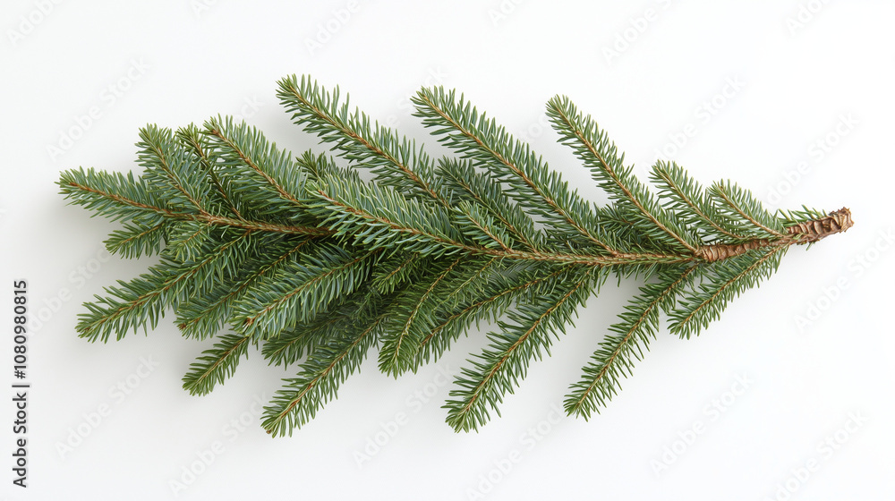 Fir tree branch isolated on white background. Top view, close-up. Christmas or New Year background. Fir tree branch isolated on white background. Top view, close-up. Christmas or New Year background.
