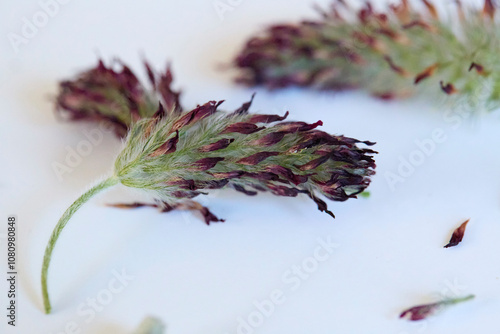 Clovers drying on a blank white background. photo