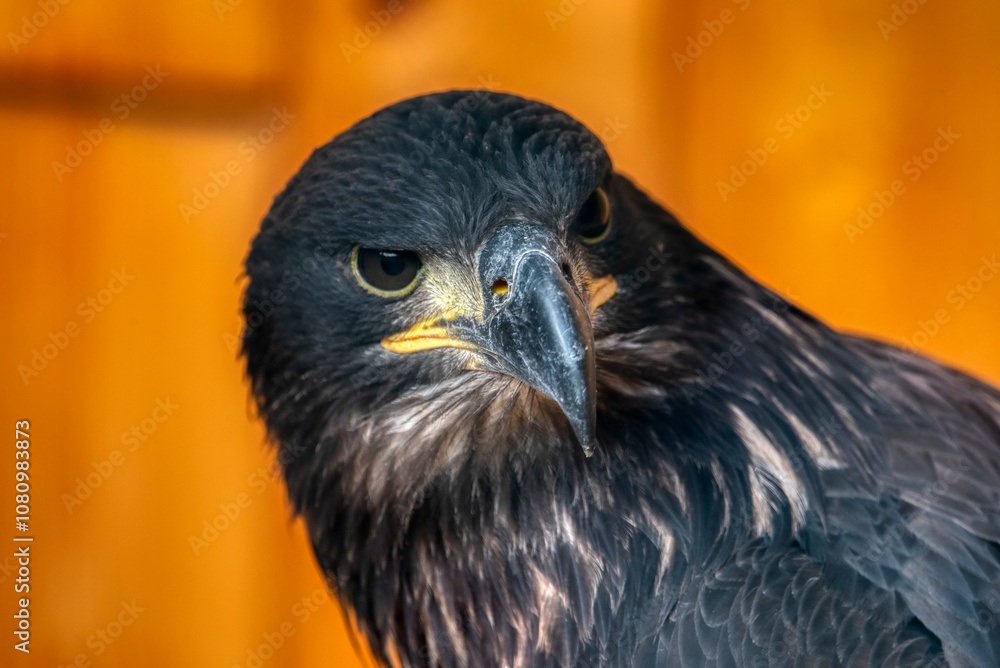 Obraz premium Golden Eagle