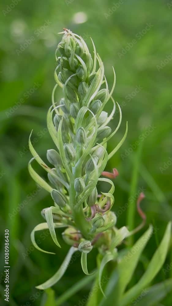 Vertical video of a Urban Lizard Orchid in Grass Vertical video of a Urban Lizard Orchid in Grass