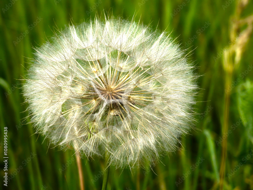 airy white ripe dandelion in the field airy white ripe dandelion in the field