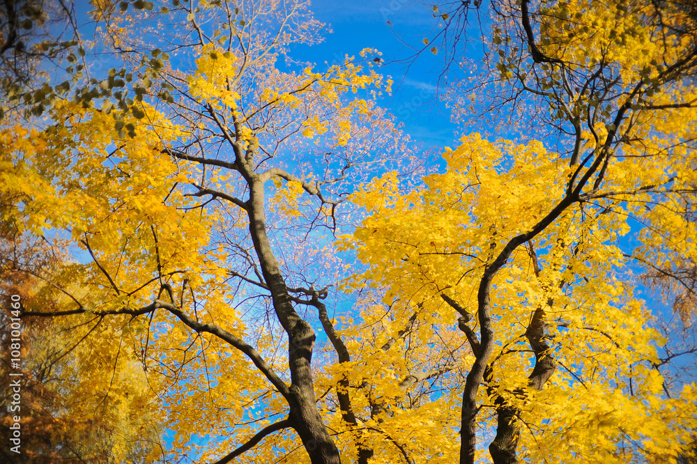 Gazing at a tree with vibrant yellow leaves and a blue sky Gazing at a tree with vibrant yellow leaves and a blue sky