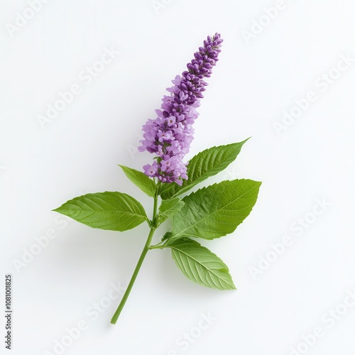 A single patchouli sprig with vibrant purple flowers and fresh green leaves on a clean white background