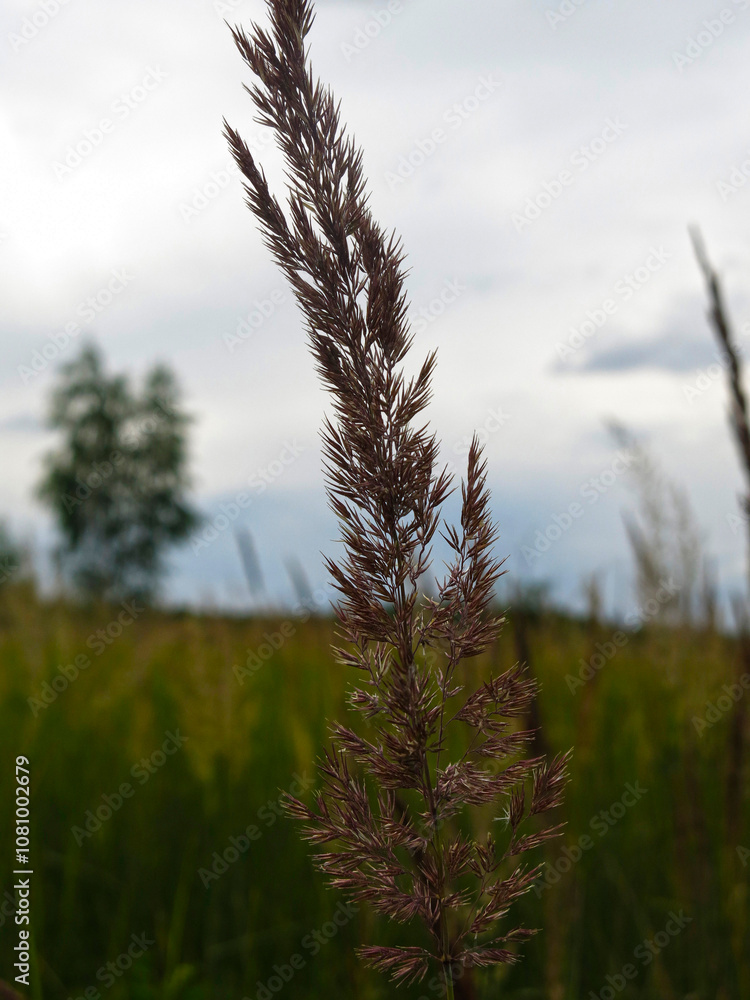 Obraz premium dried panicle of a blade of grass in the wind 