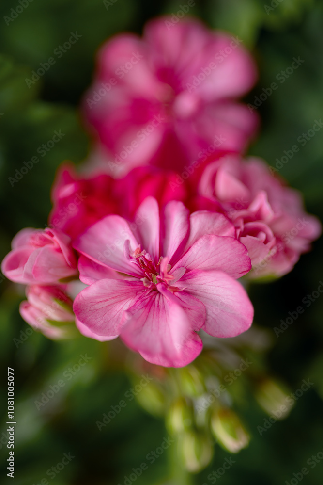Pink geranium hybrid flower close-up on a blurred green background Pink geranium hybrid flower close-up on a blurred green background