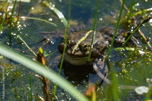 Pelophylax kl. esculentus - Green Frog - Edible frog - Common water frog - Grenouille verte - Grenouille commune photo