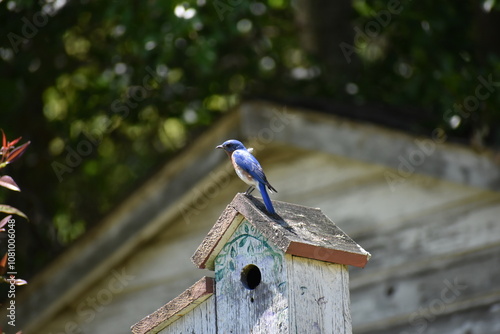Eastern blue bird perched on a rustic bird house 