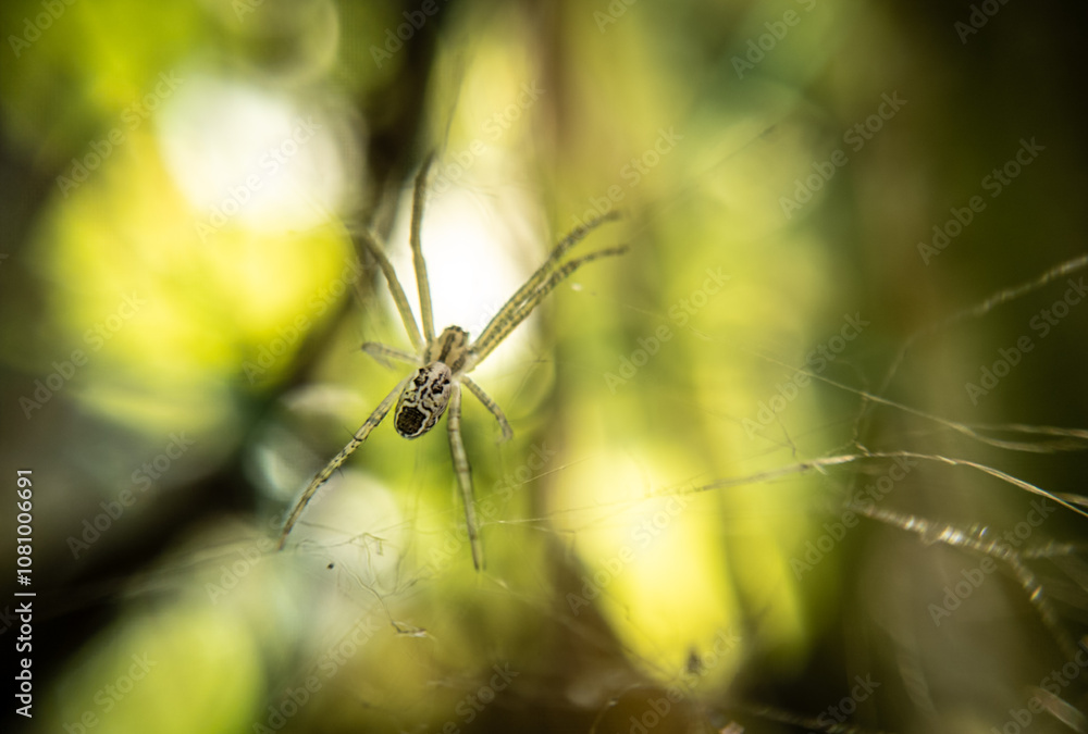 Stunning Close-Up of a Spider: Capturing Nature's Intricate Details and the Beauty of Arachnid Anatomy Stunning Close-Up of a Spider: Capturing Nature's Intricate Details and the Beauty of Arachnid Anatomy