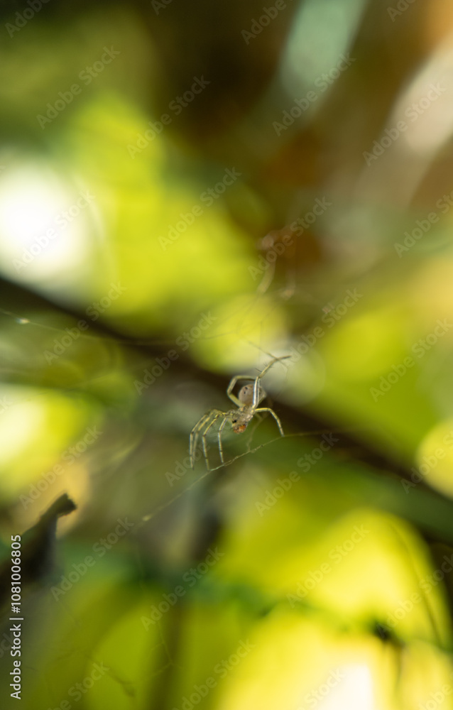 Stunning Close-Up of a Spider: Capturing Nature's Intricate Details and the Beauty of Arachnid Anatomy Stunning Close-Up of a Spider: Capturing Nature's Intricate Details and the Beauty of Arachnid Anatomy