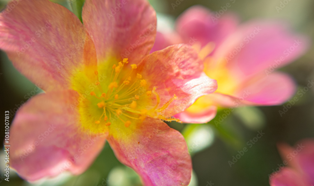 Close-Up Macro Photography of a Flower: Capturing the Intricate Details and Vibrant Beauty of Nature's Petals Close-Up Macro Photography of a Flower: Capturing the Intricate Details and Vibrant Beauty of Nature's Petals