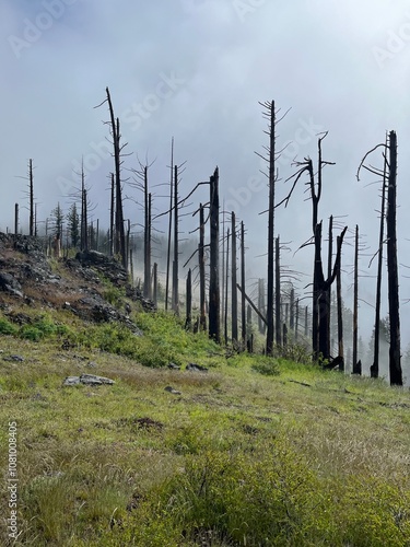 Hiking through Dead Trees in PNW