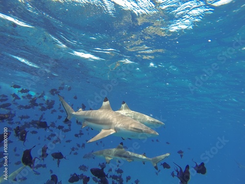 Reef sharks swimming in Bora Bora Tahiti photo