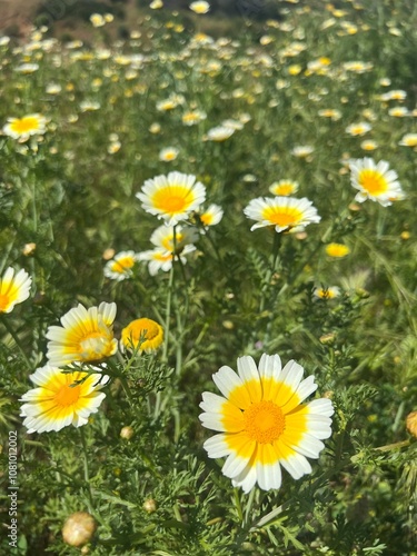 daisies in the grass