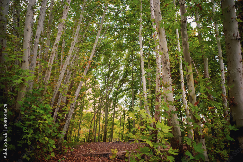 Serene Forest Pathway Serene Forest Pathway