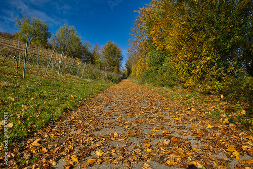 Wirtschaftsweg mit Herbstlaub in einem Weinberg