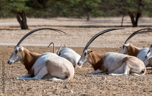 Herd of resting antelope scimitar horn Oryx (Oryx leucoryx). Due to danger of...