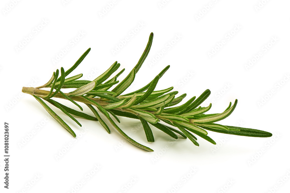 Twig of rosemary, isolated on white background. Twig of rosemary, isolated on white background.