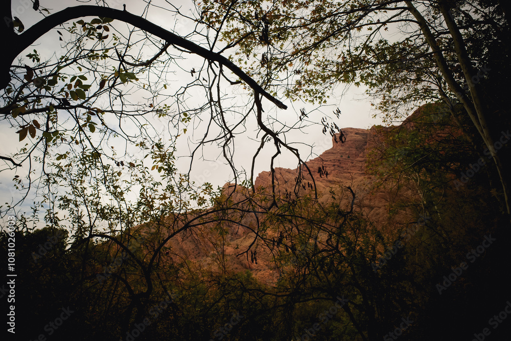 Mountain View Through Tree Branches Mountain View Through Tree Branches