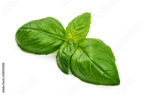 Fresh green Basil leaves, isolated on white background. photo