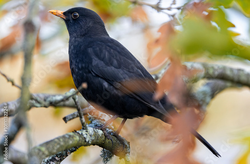 Close up of a blackbird perched in a tree with autumnal coloured leaves in Dorset, UK