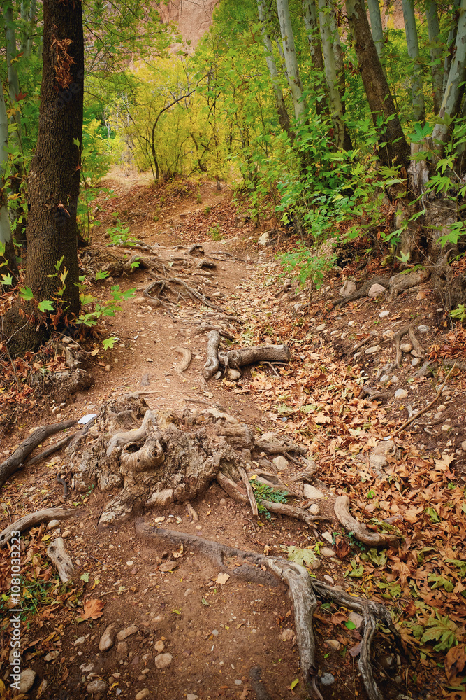 Winding Forest Path with Exposed Roots Winding Forest Path with Exposed Roots
