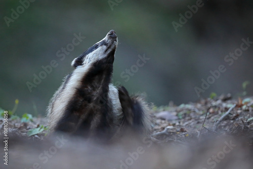 Borsuk (Meles) badger