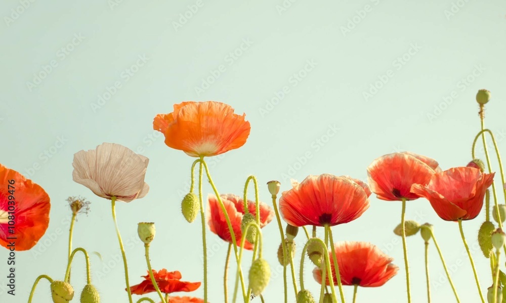 Naklejka premium Elegant pattern with orange and red poppy flowers, on a pale green background with space at the top for text, suitable for stationery paper or fabric printing. 