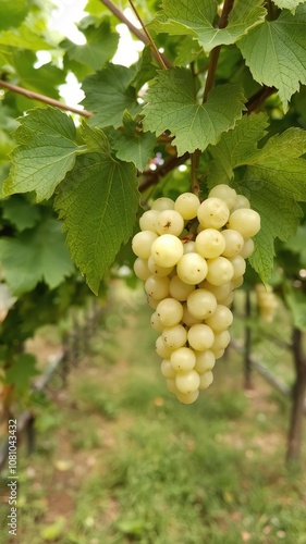 Ripe white grape hanging from vine in vineyard, close-up shot, harvest, organic