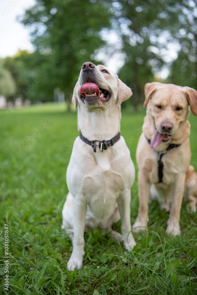Obraz premium Beautiful purebred Labrador Retriever on a walk outdoors.